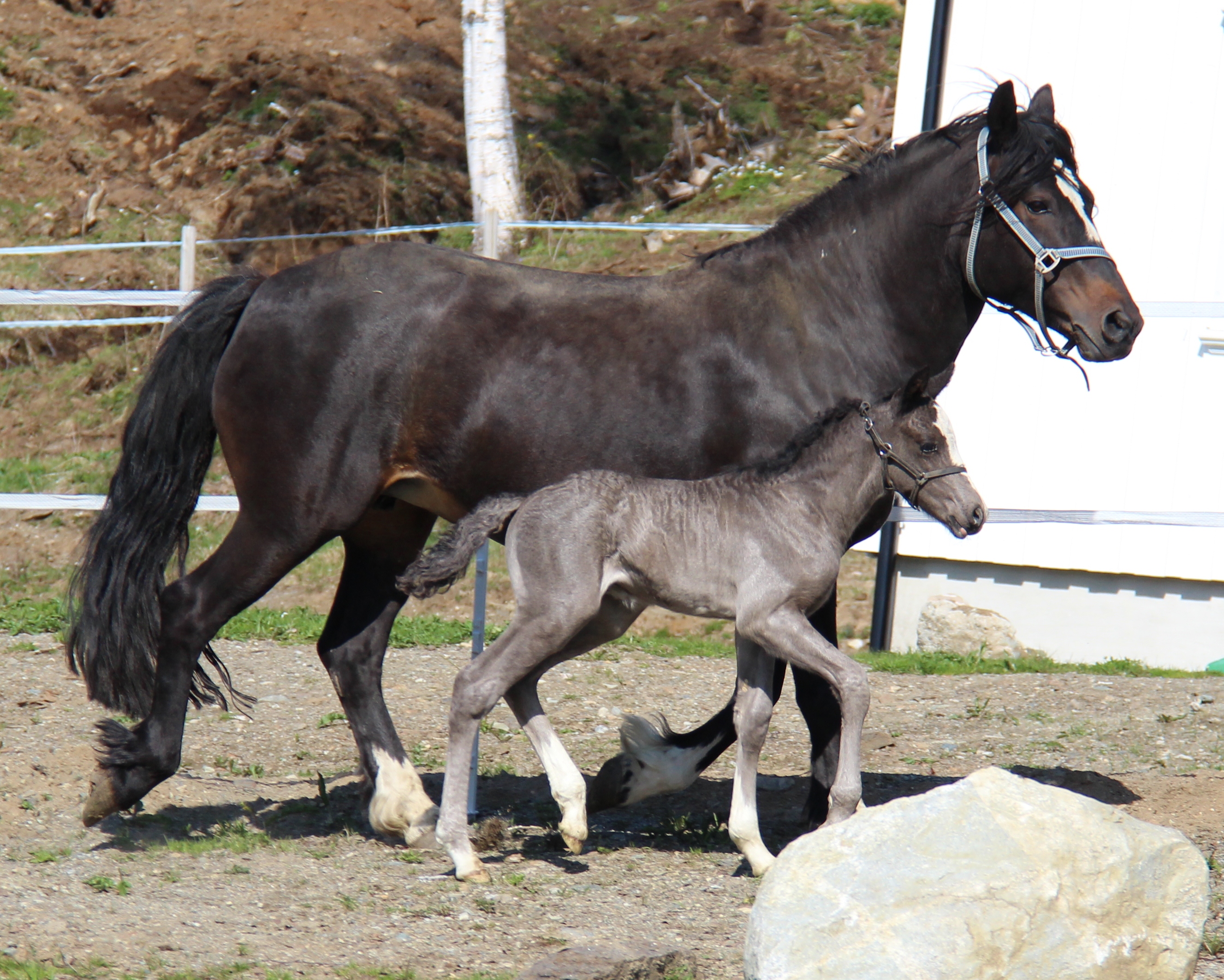 Illustrasjon, foto: Målfrid Vatne