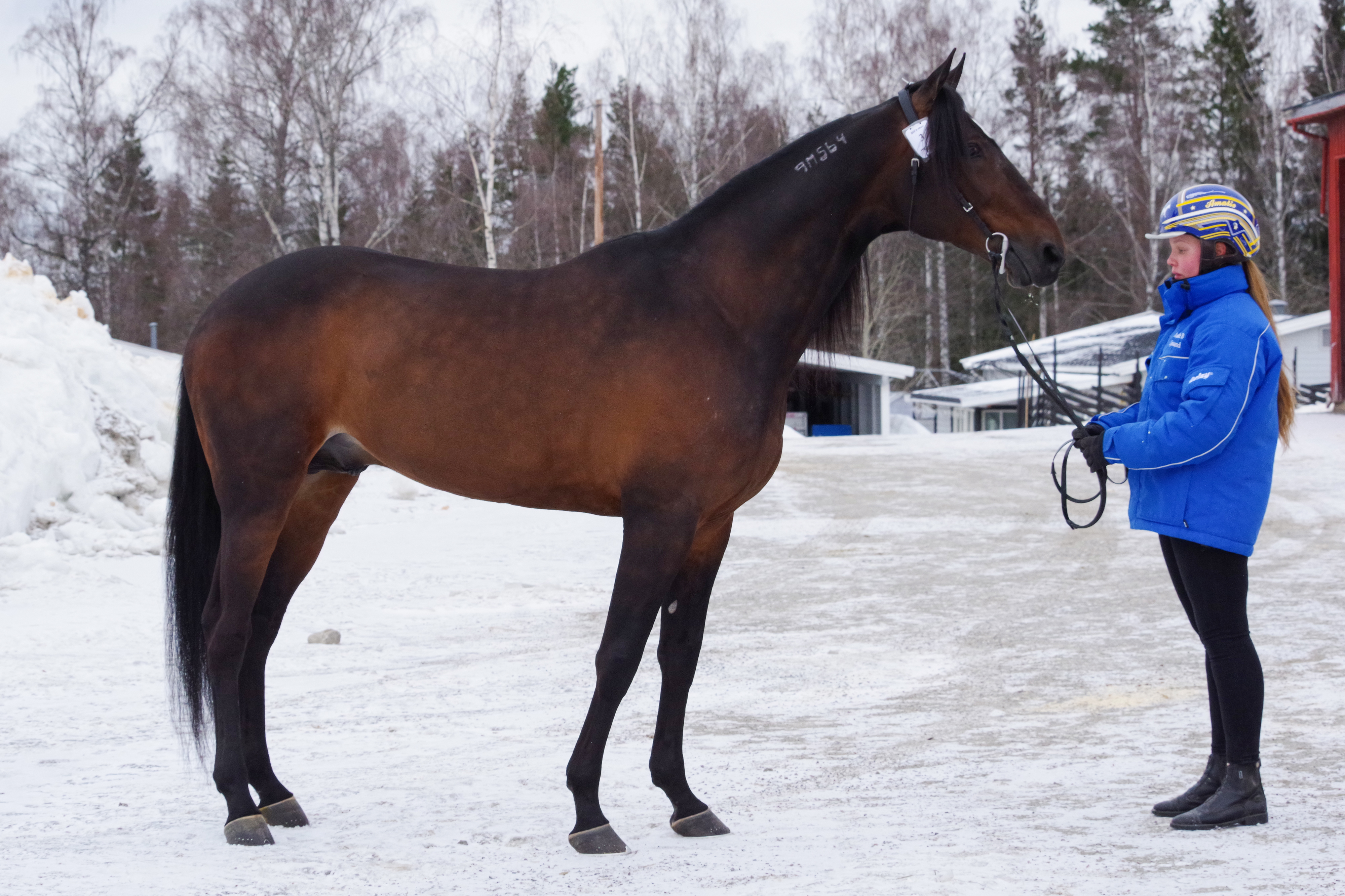 Bill's Man fikk dagens høyeste poengsum under forrige avlsvurdering av varmblodtravere på Norsk Hestesenter, som ble avholdt i mars 2021. Foto: Norsk Hestesenter