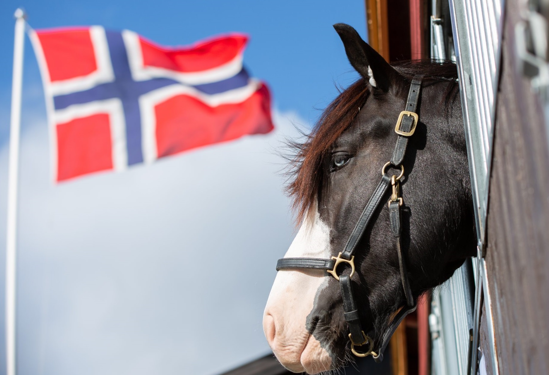 Foto: www.dyrskun.no