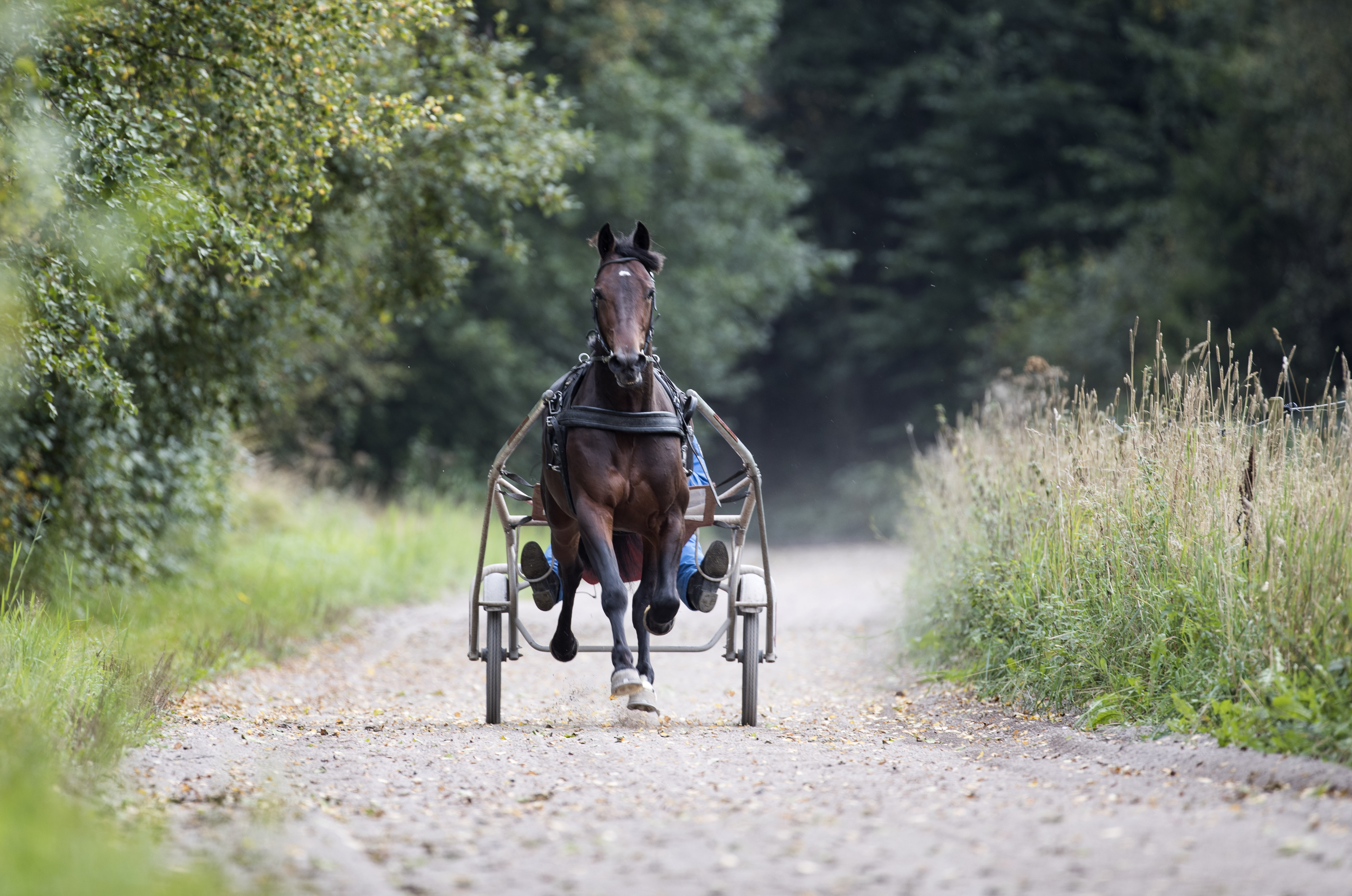 Foto: Hesteguiden.com