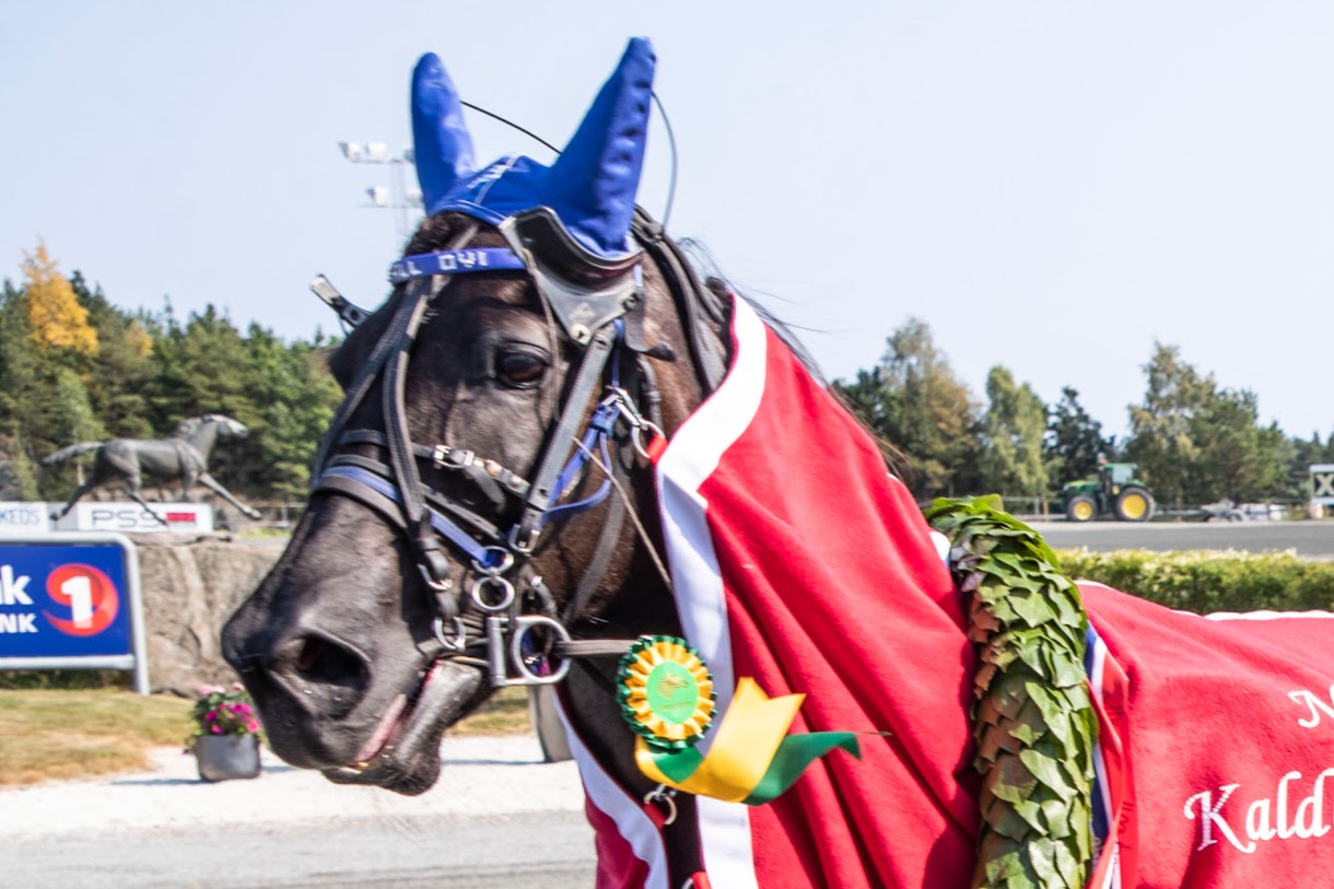 Ulsrud Tea avrundet karrieren med NM-seier. Foto: hesteguiden.com
