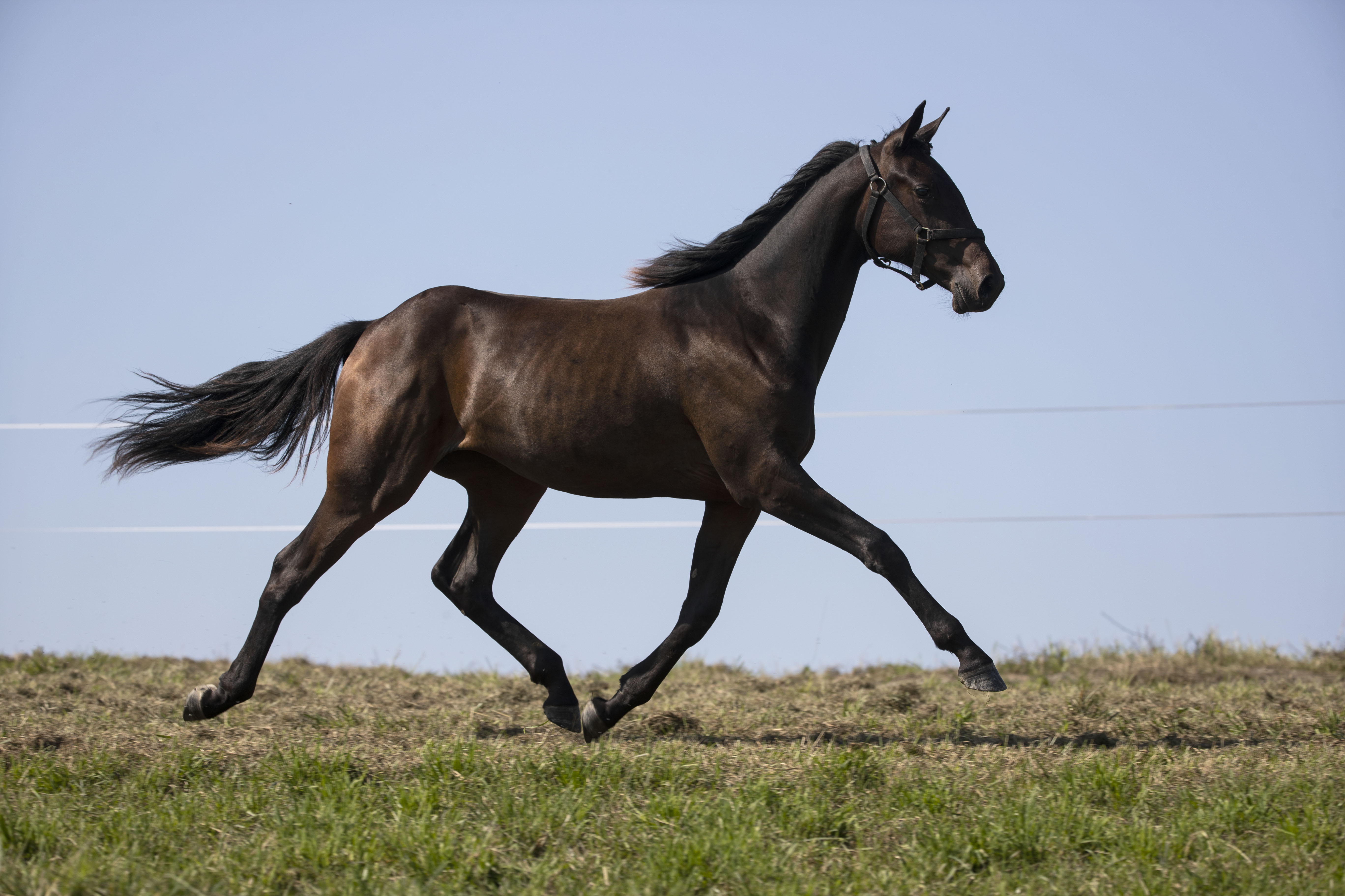 Foto: Hesteguiden.com