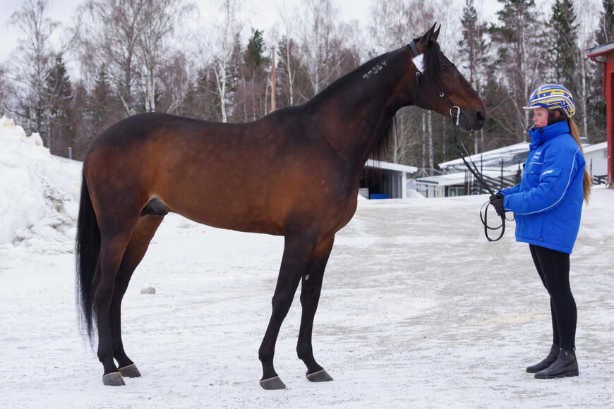 Bill`s Man fikk dagens høyeste poengsum under avlsvurderingen av varmblodstravere på Norsk Hestesenter i mars 2021.