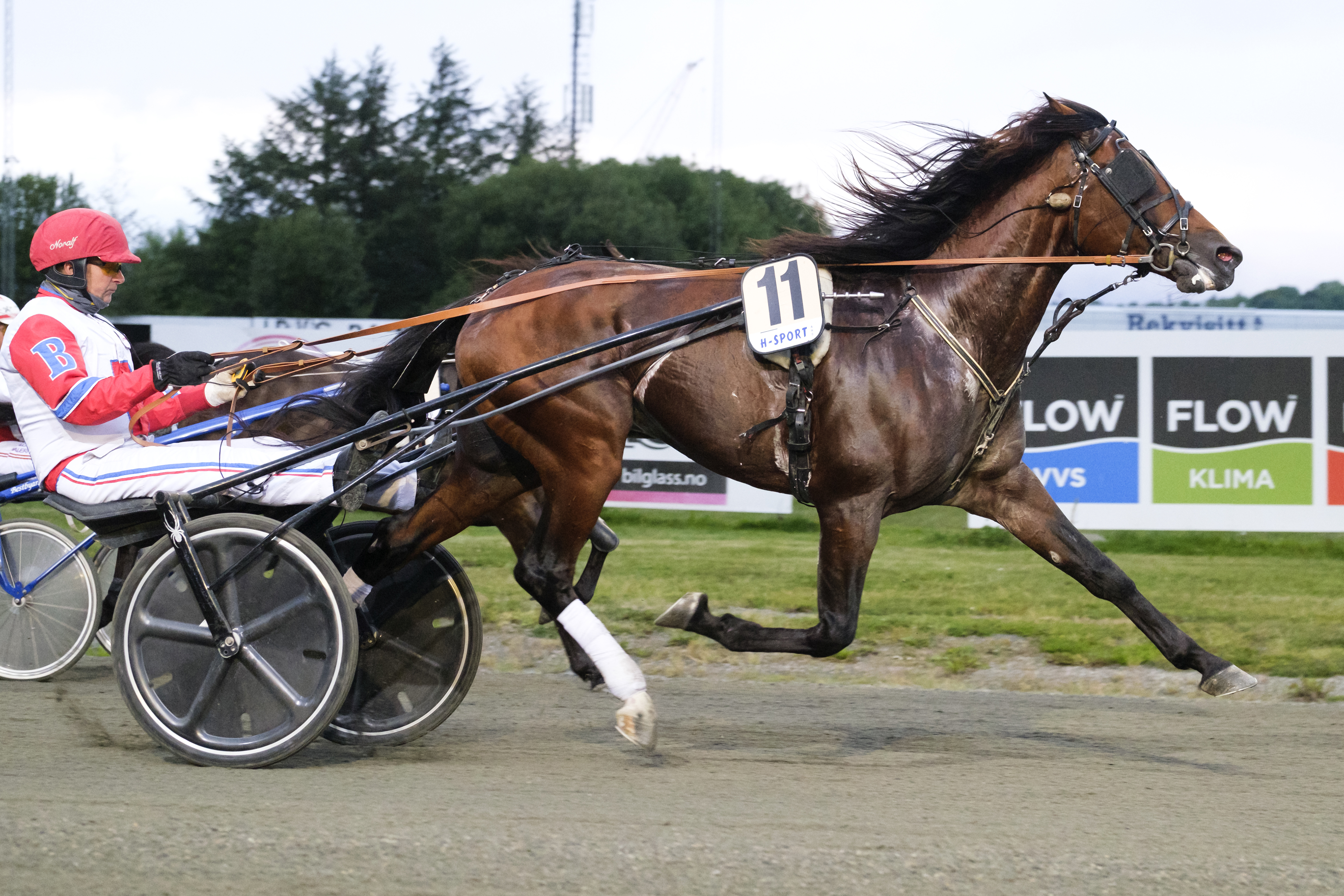 Golden Dream M.E. er meldt til EM for 5-åringer på Åby. Foto: hesteguiden.com