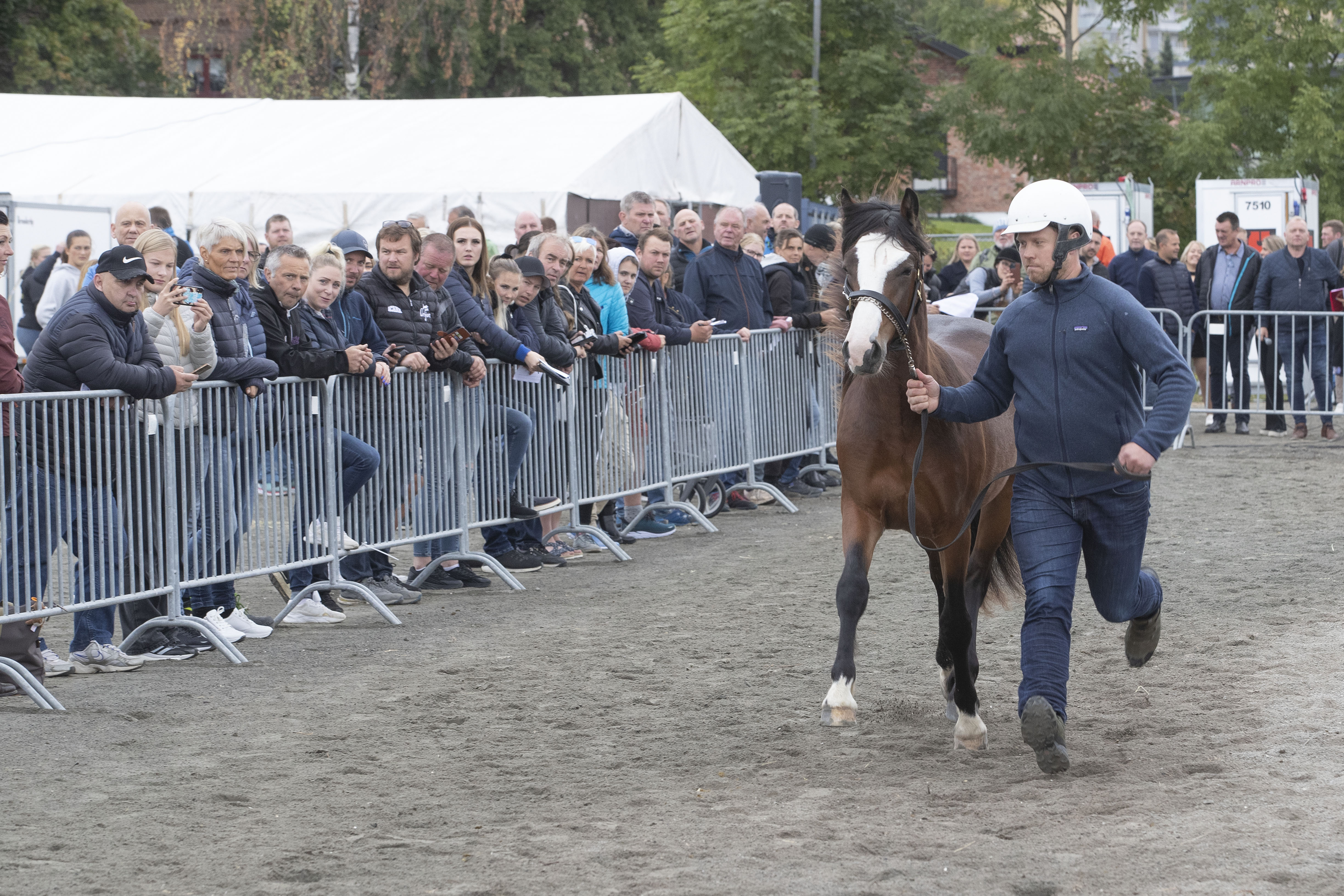 Foto: Hesteguiden.com