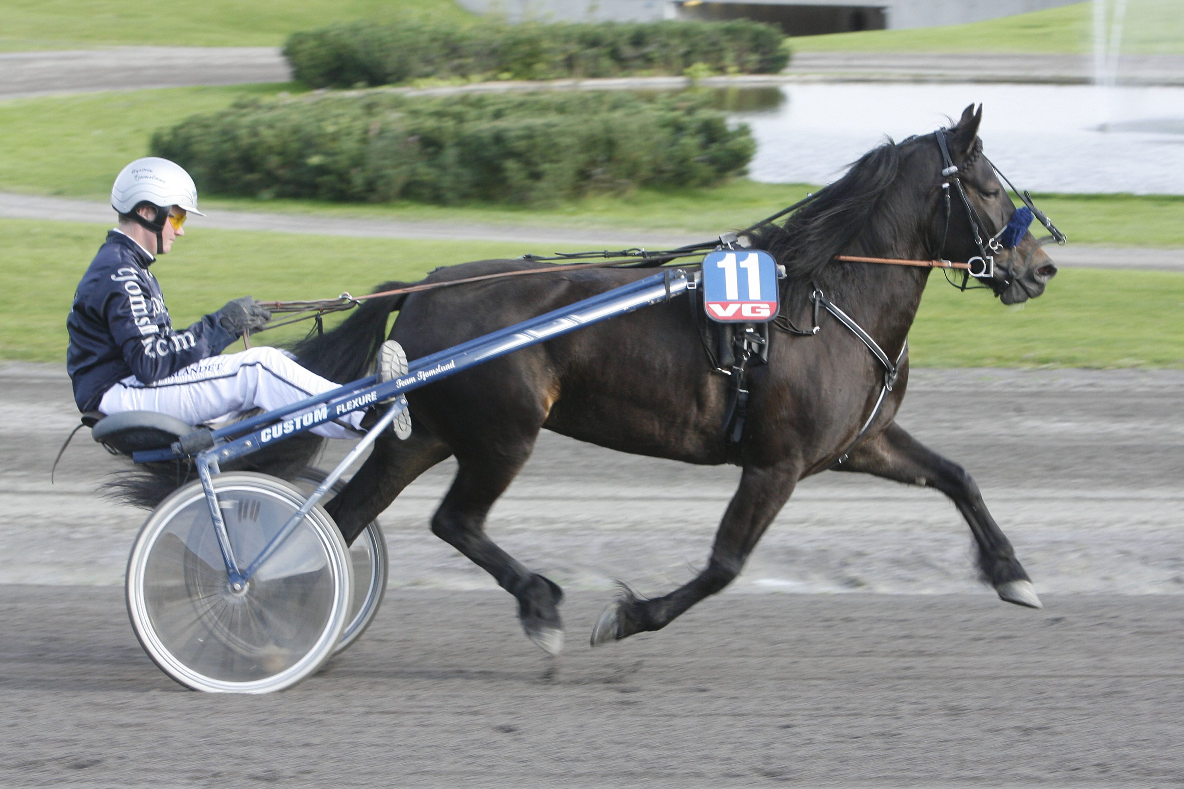 Tangen Tina er en av hoppene som er utnevnt til DNTs eliteavlshoppe i 2021. Foto: Hesteguiden.com 