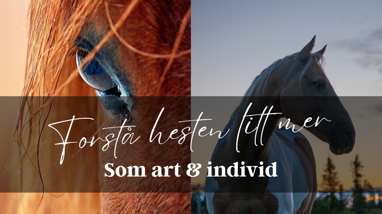 Trine B&oslash;hndalen 2.png