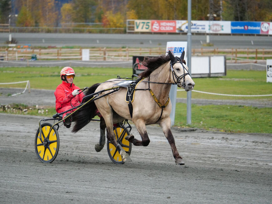 Tangen Bork under travprøva på Biri travbane. Hingsten ble kåret, stilt som I i kvalitet og ble dagens hest. Foto: Norsk Hestesenter