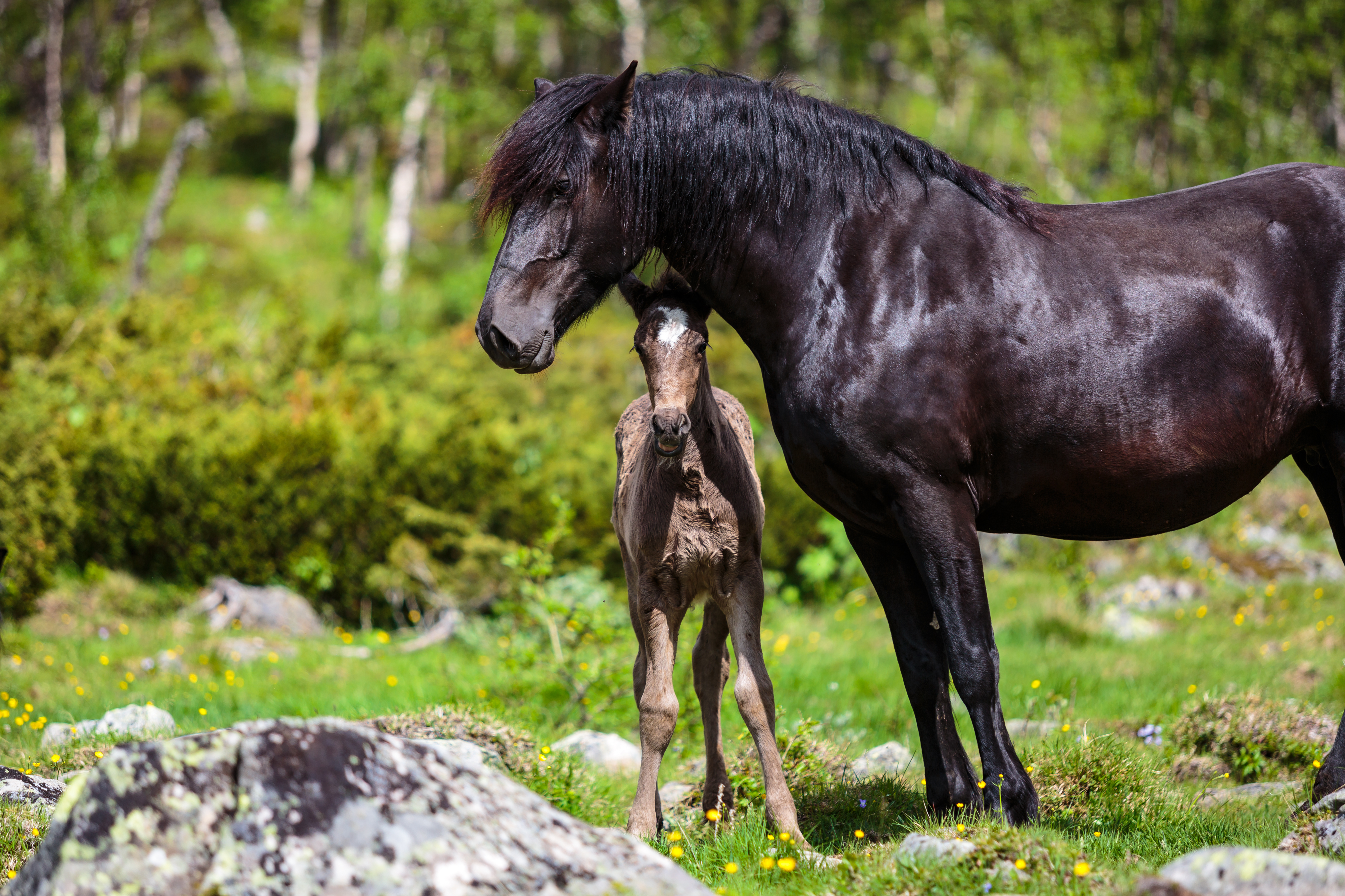 Foto: Eirik Stenhaug